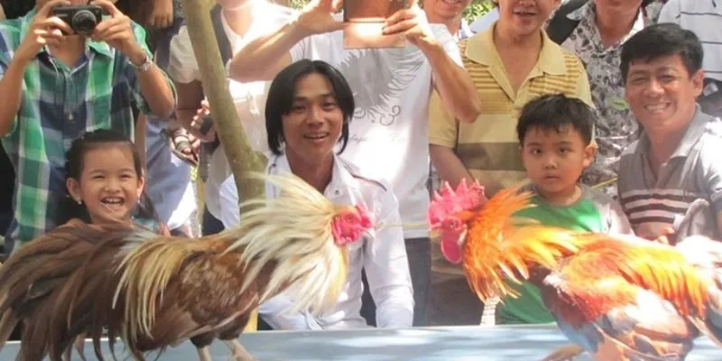 Các giống gà nòi nổi bật và được ưa chuộng hiện nay