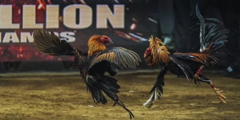 Chọi kê đòn cực bắt mắt và đỉnh cao tại hệ thống