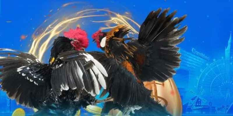 Hướng dẫn cách chơi đá gà online giúp bạn đạt kết quả tốt nhất