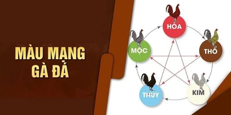 Màu Mạng Gà Đá – Màu Sắc Chiến Kê Và Vận Khí May Mắn