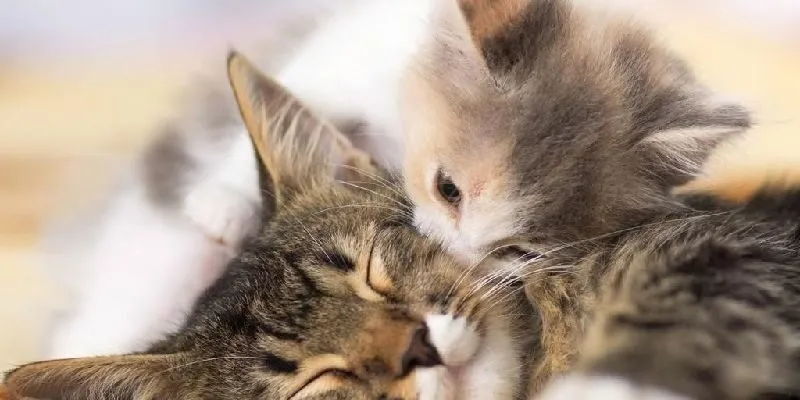 Mộng miêu đại diện cho nhiều ý nghĩa theo tâm linh