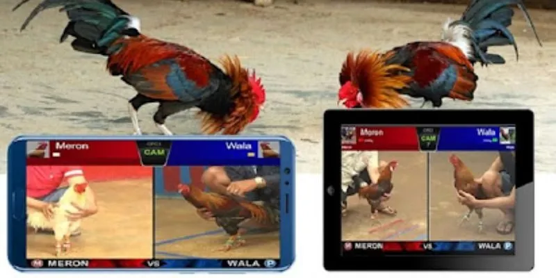 Những lưu ý quan trọng trong cách chơi đá gà online