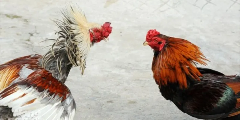 Những quy tắc quan trọng trong luật chơi đá gà nòi