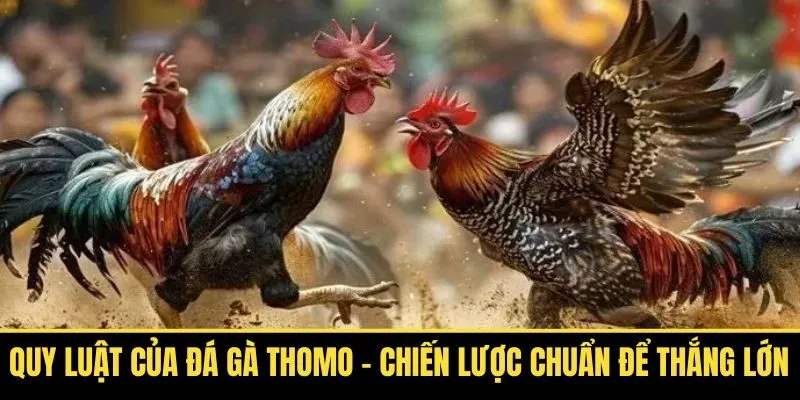 Quy Luật Của Đá Gà Thomo – Chiến Lược Chuẩn Để Thắng Lớn