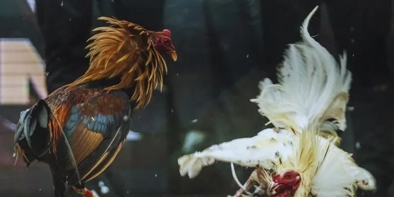 Sơ lược thông tin cần nắm về đá gà Gemwin