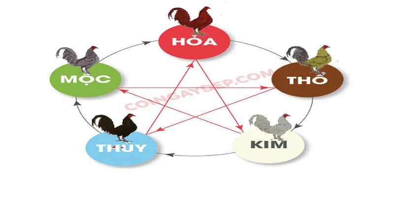 Ý nghĩa màu mạng gà đá và cách vận dụng trong thi đấu